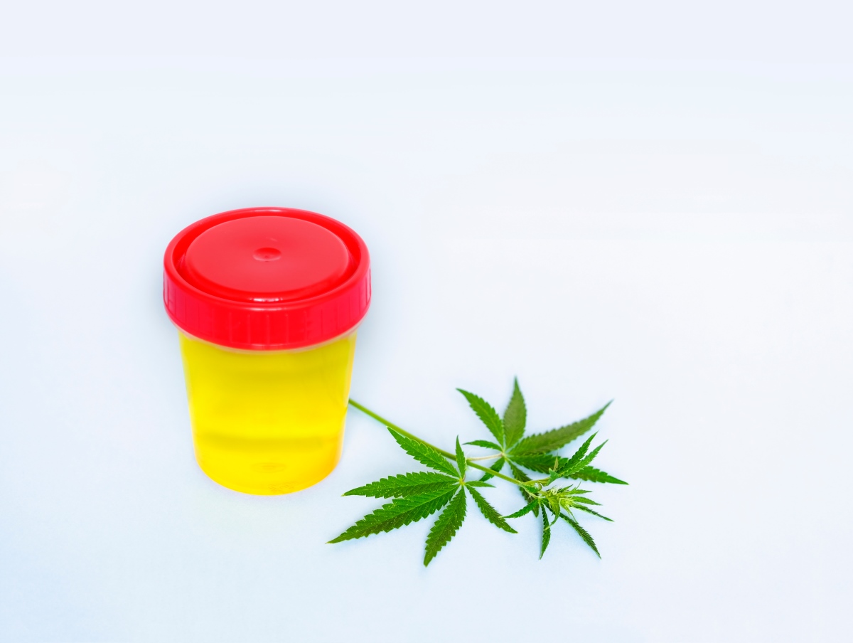 Cannabis: Wie lange ist es im Urin nachweisbar? – Die ganze Wahrheit