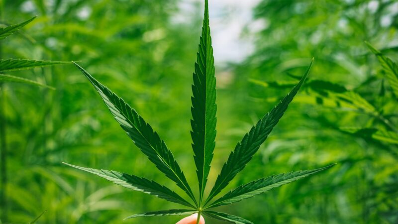 Kommt Cannabis als Teil der modernen Medizin infrage?