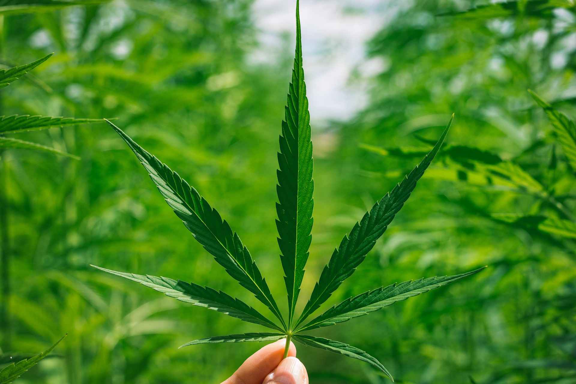 Kommt Cannabis als Teil der modernen Medizin infrage?