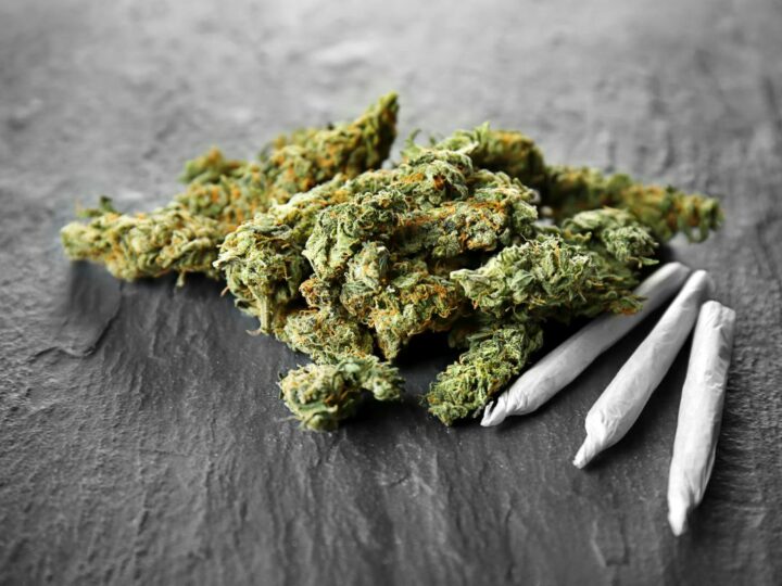 Jack Herer Strain – Dein ultimativer Guide zu einer legendären Cannabissorte