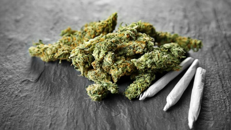 Jack Herer Strain – Dein ultimativer Guide zu einer legendären Cannabissorte