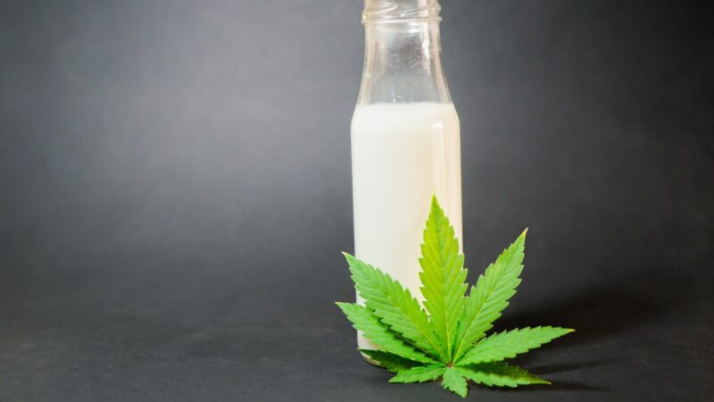 cannabismilch