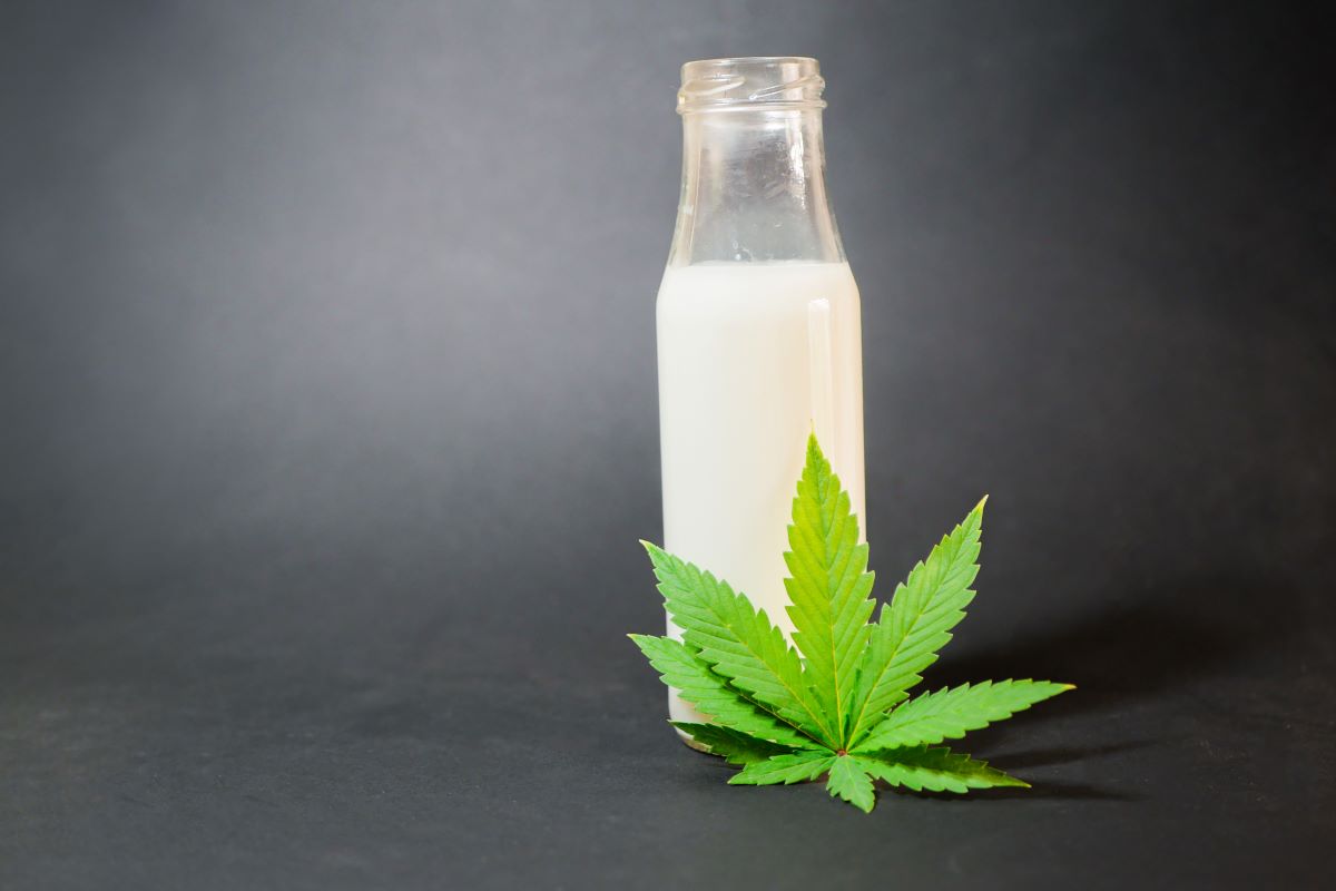 Cannabismilch: Ein tiefer Einblick in das grüne Gold der Ernährung