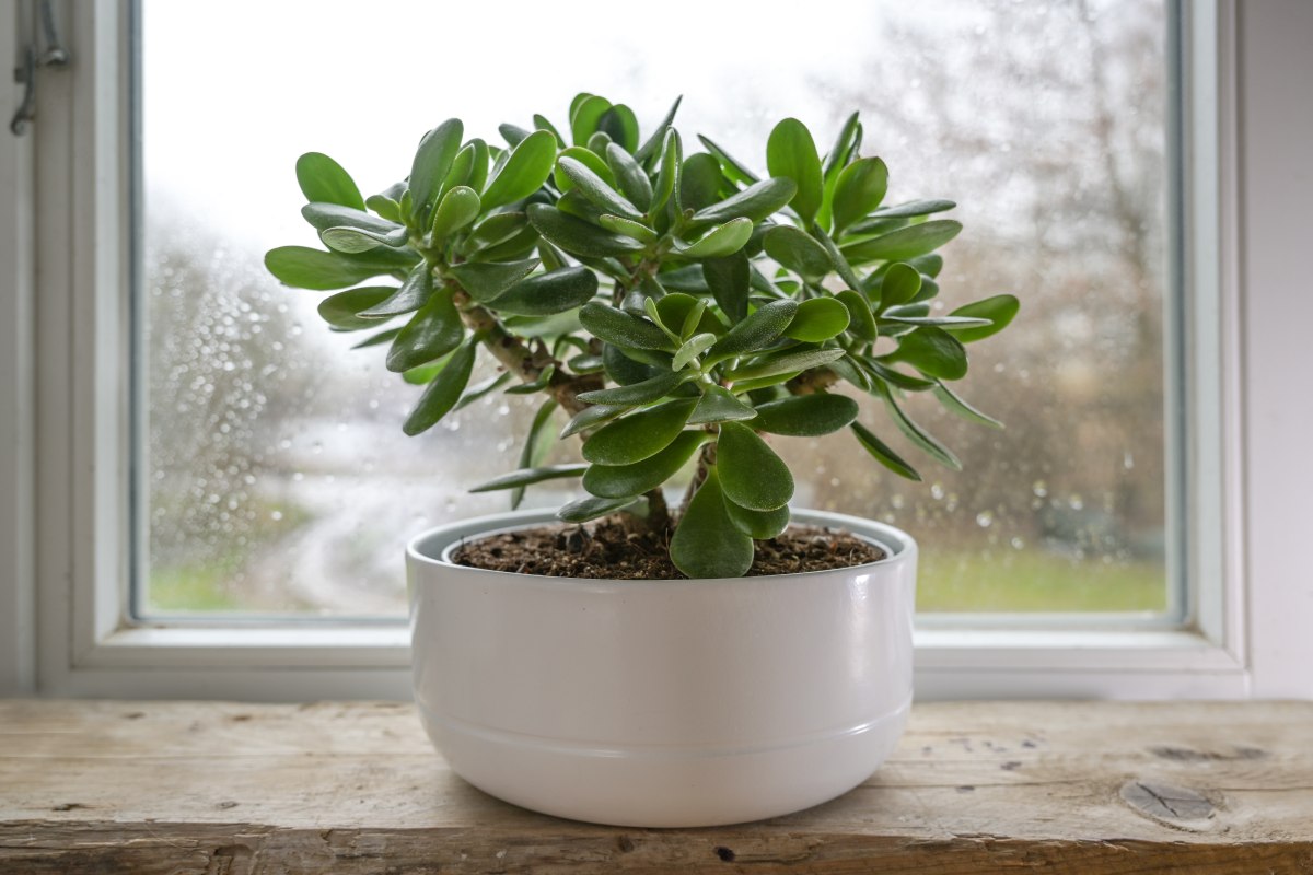 Jade Pflanze – Die 15 besten Produkte im Vergleich