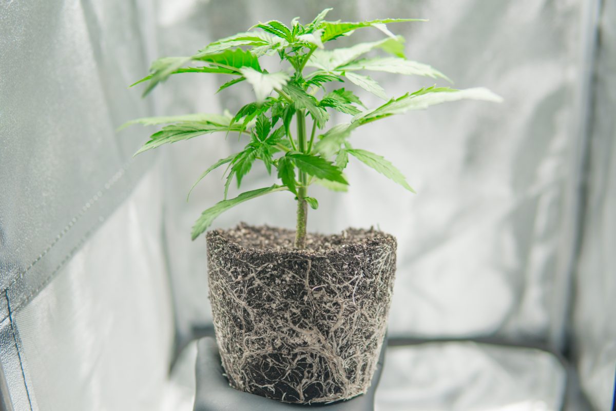 Wurzelfäule bei Cannabispflanzen behandeln – so geht’s!