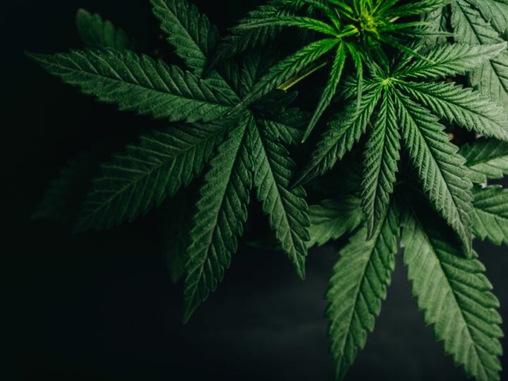 EC-Richtwerte für Cannabispflanzen