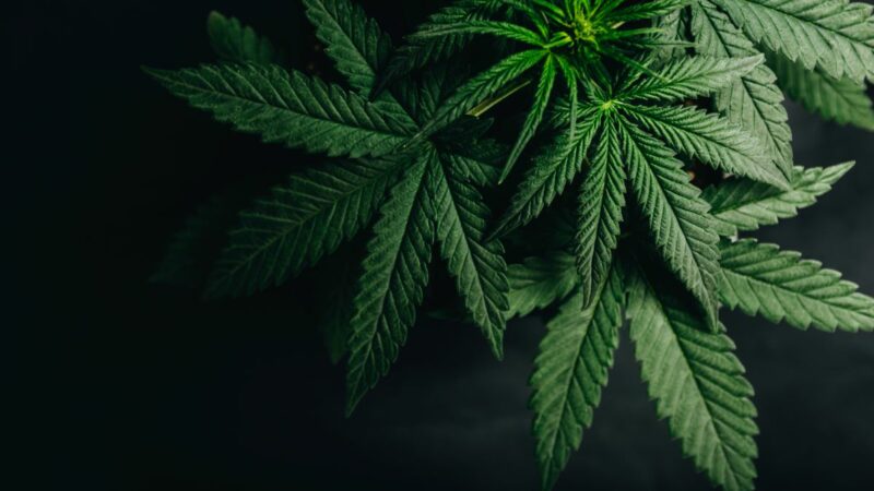 EC-Richtwerte für Cannabispflanzen